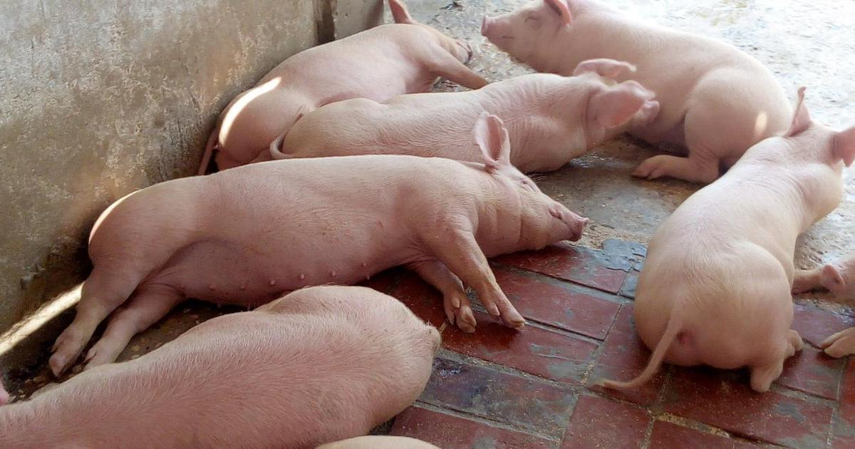 Cerdos en Cuba © Facebook/ Empresa Porcina Artemisa