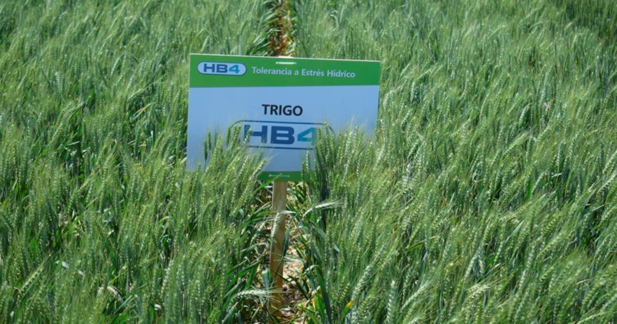 Campo sembrado con trigo modificado genéticamente © Twitter/Trigo Limpio
