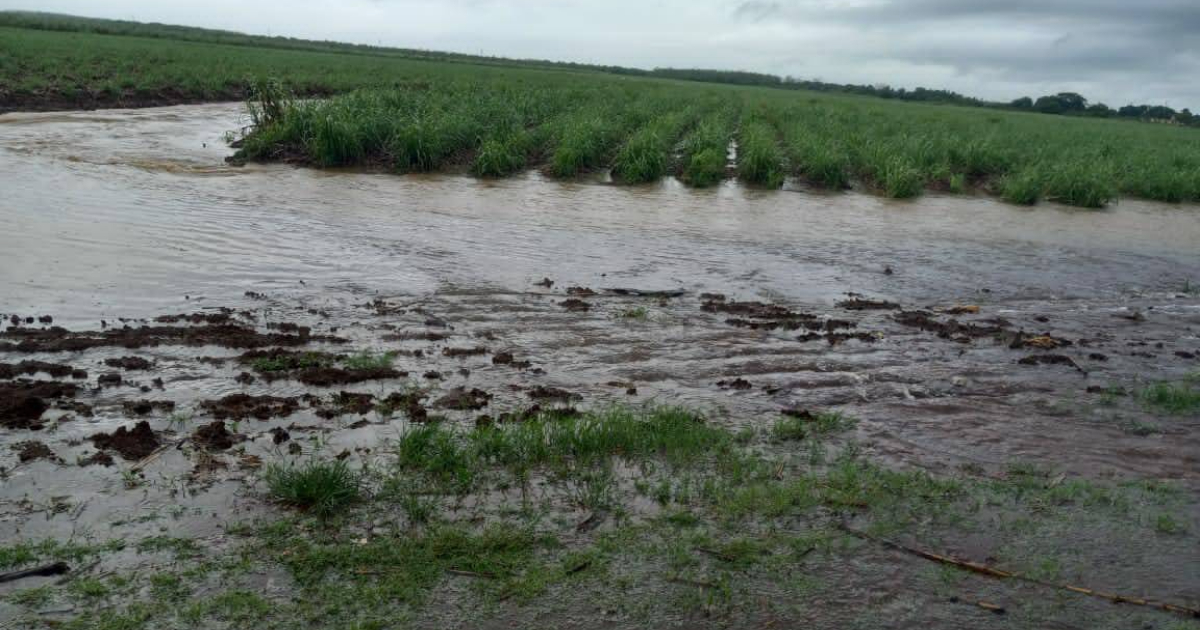 Campos de arroz dañados por intensas lluvias en Cienfuegos © Facebook/ Comunicación Cienfuegos