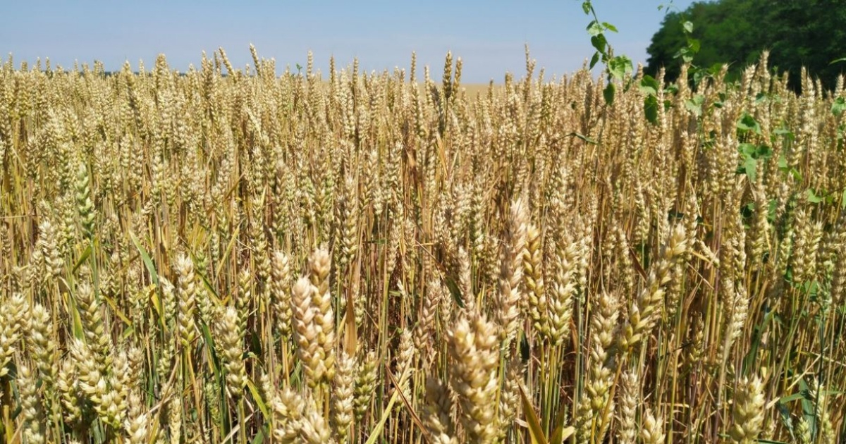 Campo sembrado de trigo (Imagen de referencia) © Pxhere.com