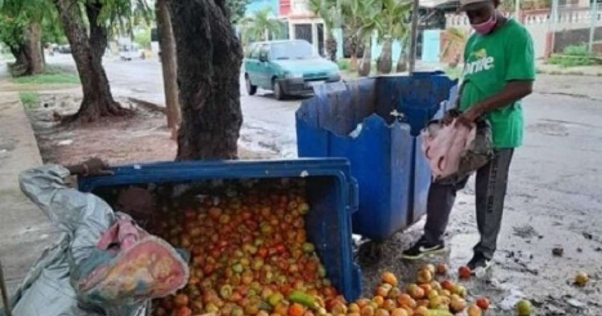 Tomates tirados a la basura en La Habana © Cubadebate 