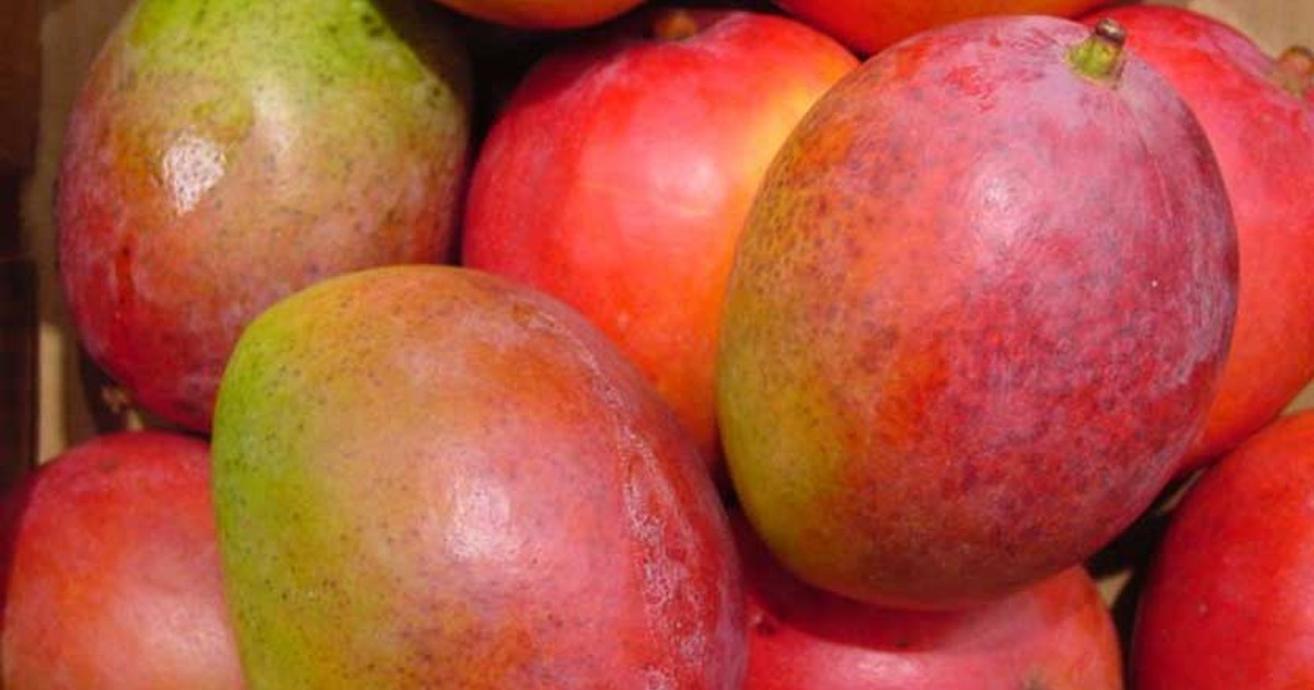 Mangos © Invasor / Empresa Agroindustrial Ceballos