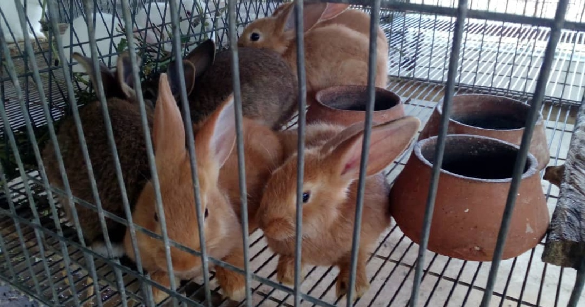 Conejos criados en Cienfuegos © Luzdeibys González Forcades / 5 de Septiembre 