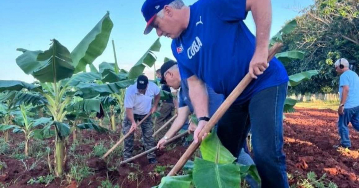 Díaz-Canel arando la tierra en granja agropecuaria de Artemisa © Presidencia Cuba / Twitter