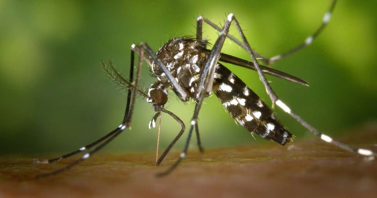 Mosquito Aedes Aegypti © MINSAP