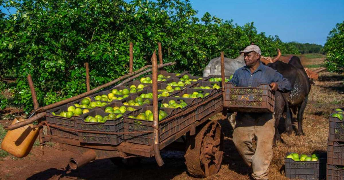 Cosecha de naranjas en Cuba (imagen de referencia) © ACN