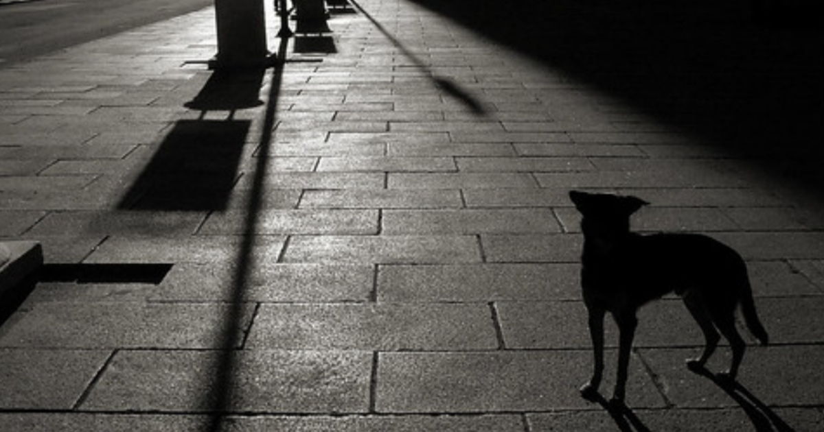 Perro en la oscuridad (imagen de referencia) © Creative Commons