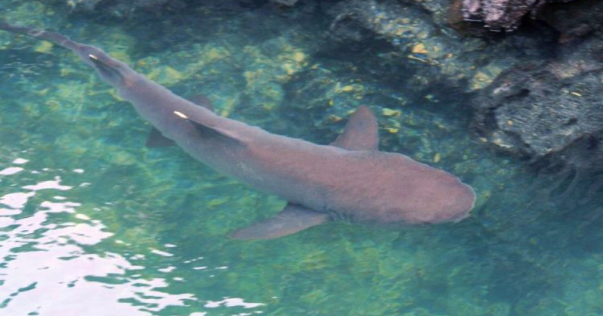 Tiburon nodriza (Imagen de referencia) © YouTube/screenshot-FOX