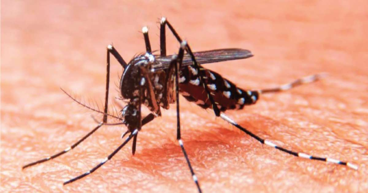 Mosquito Aedes aegypti, vector transmisor del Dengue (referencia) © MINSAP