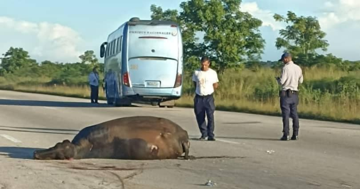 Ómnibus impacta contra un búfalo © Facebook / Rolando Espinosa