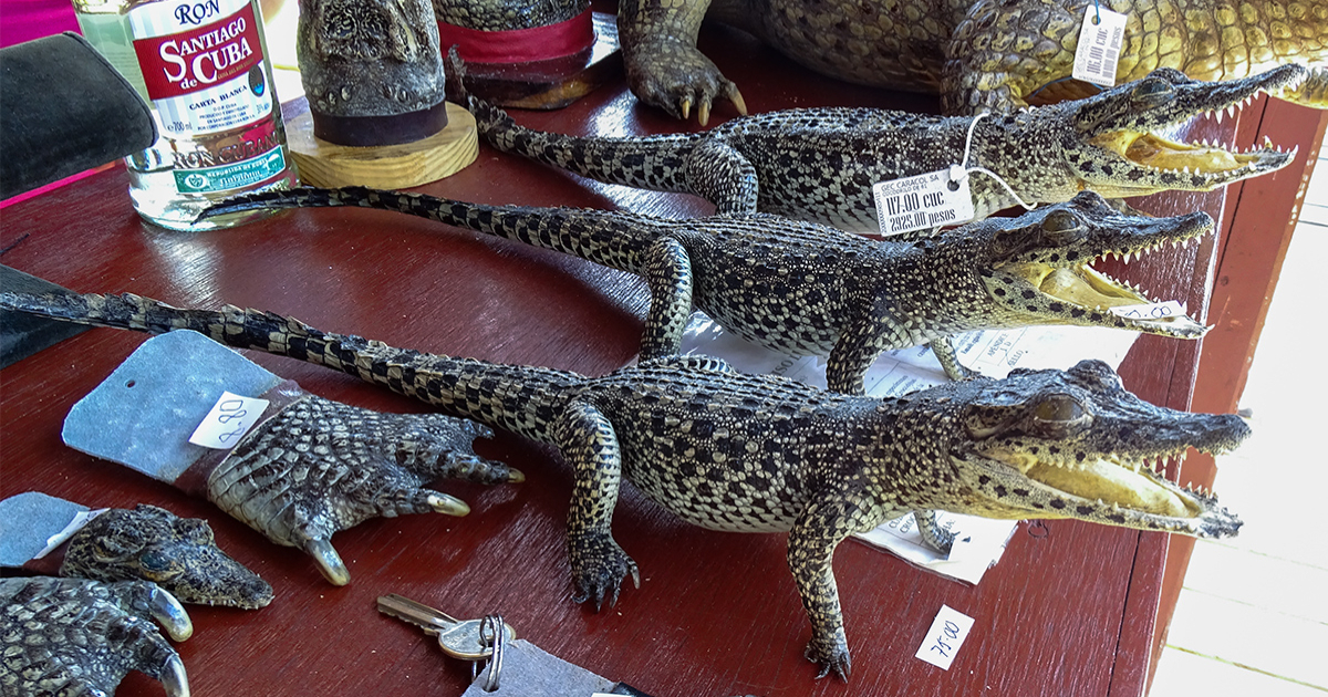 Venta de cocodrilos disecados en Guamá, Ciénaga de Zapata (archivo) © CiberCuba