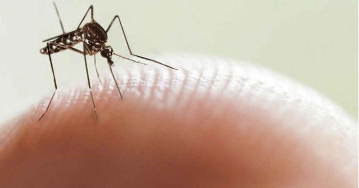 Mosquito Aedes aegypti © Agencia Cubana de Noticias 