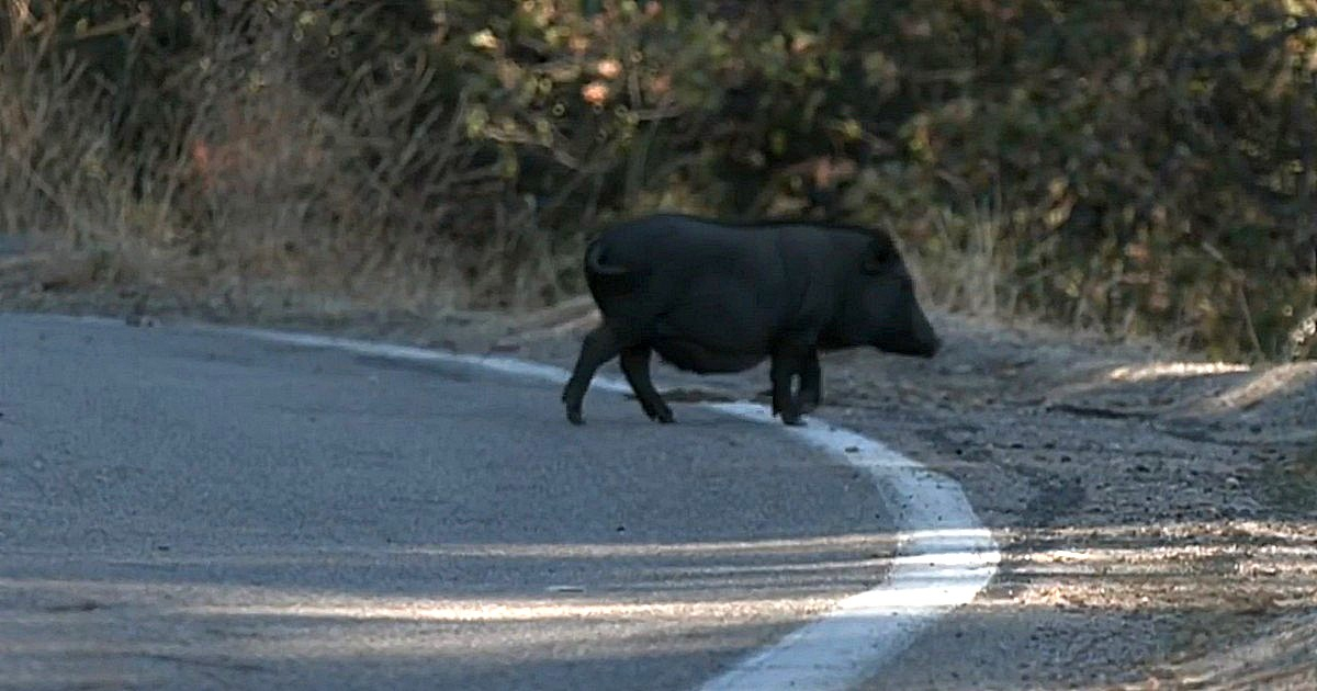 Uno de entre 100 y 150 cerdos abandonados en Mesa Grande Road, California. © Captura de pantalla. NBC