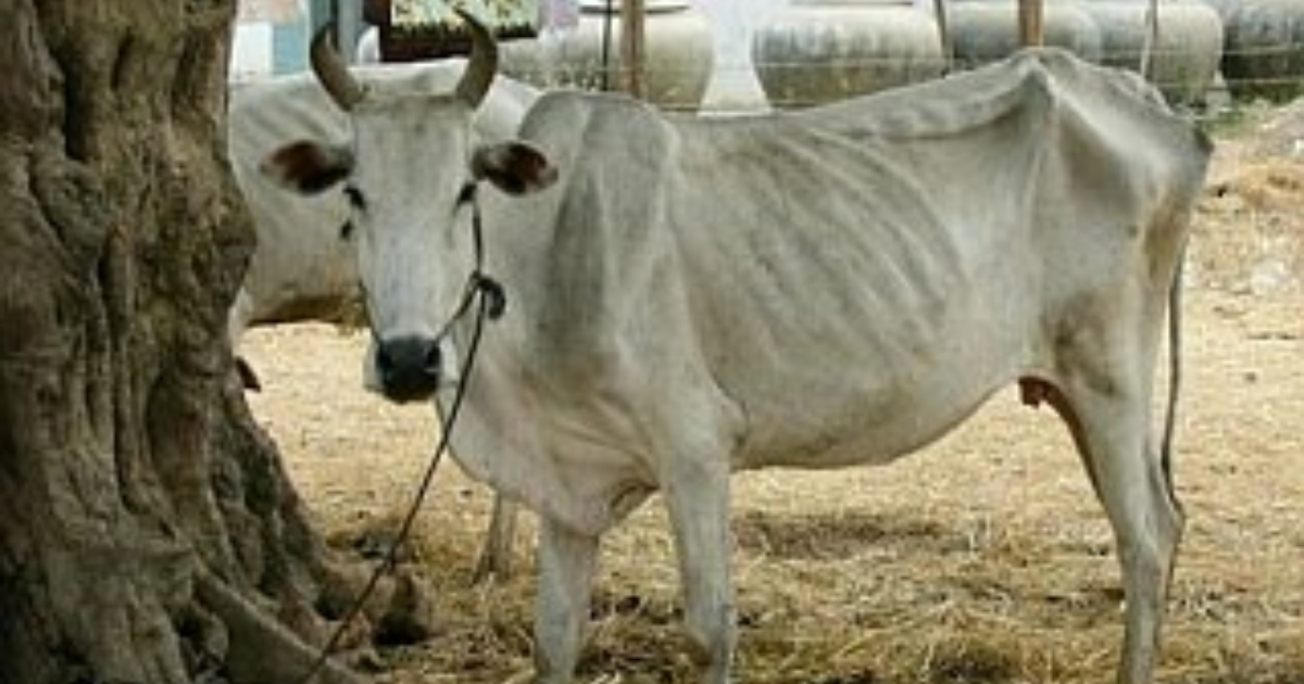 Vacas desnutridas en Cuba © CMKX Radio Bayamo