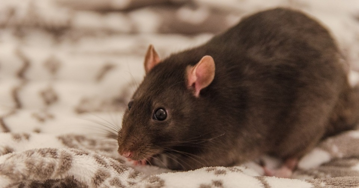 Los roedores son uno de los principales trasmisores de la enfermedad © Pixabay