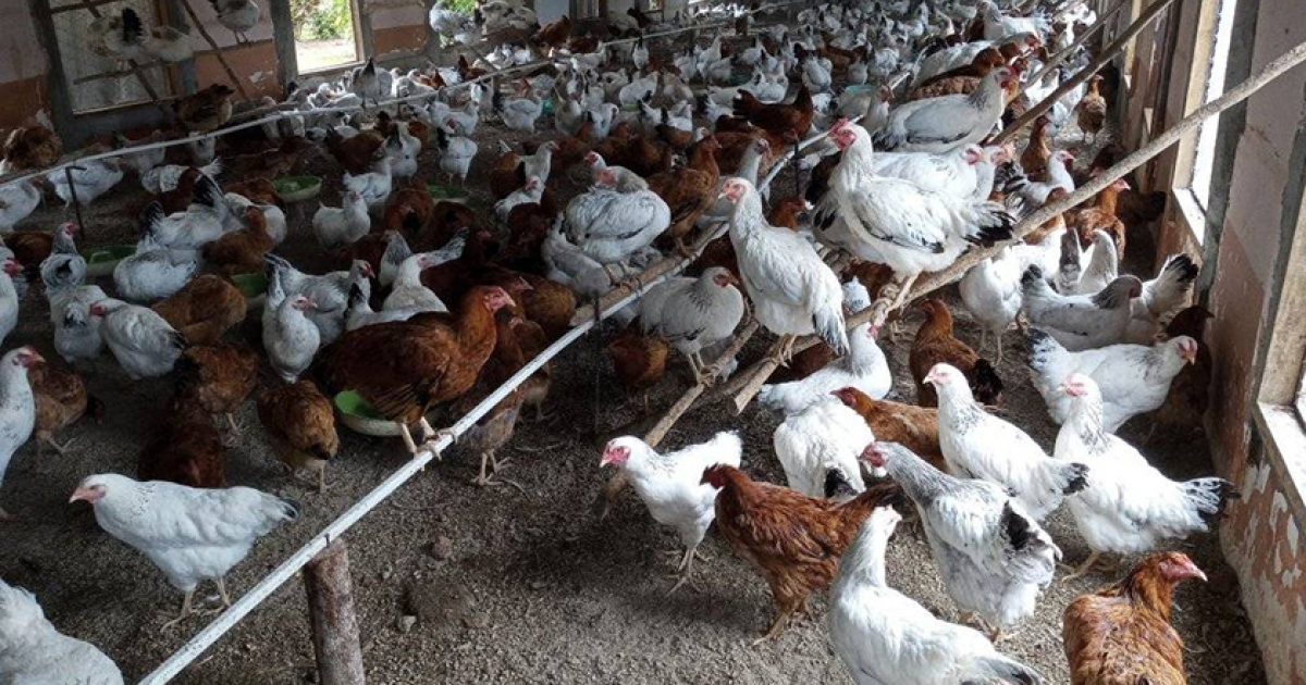 Cría de gallinas en La Tunas © Periódico 26
