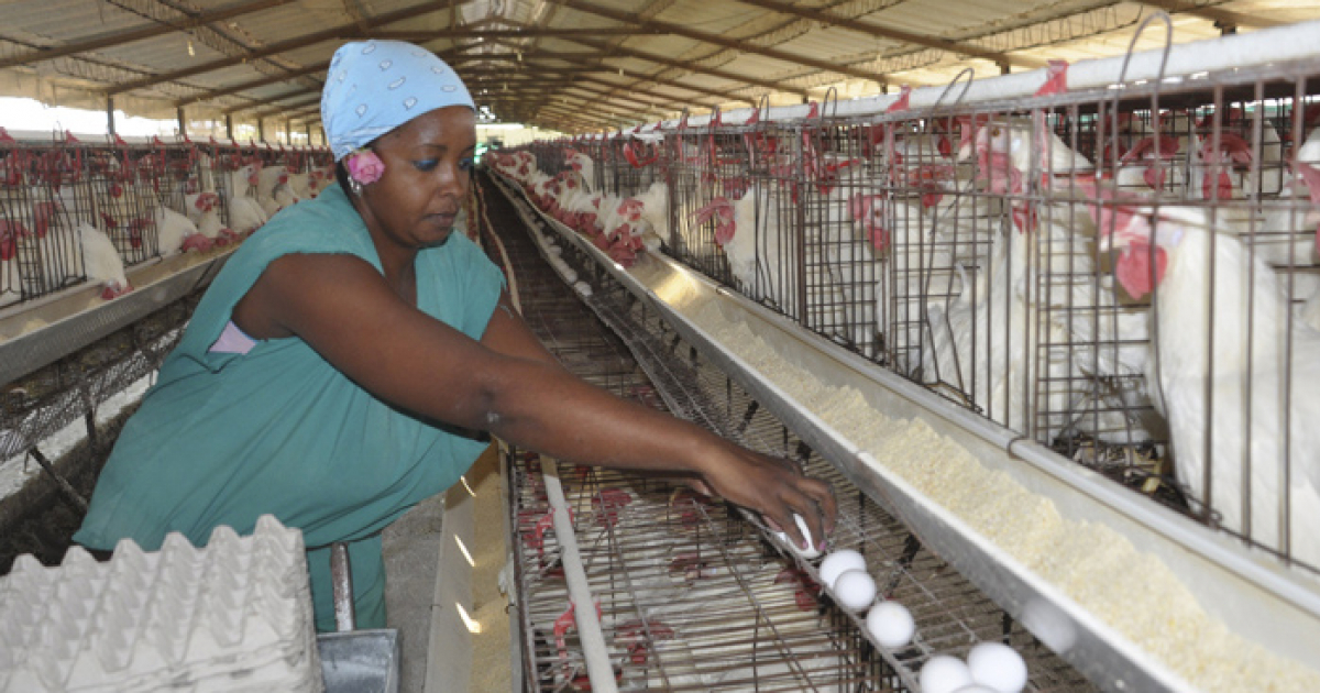 Granja avícola en Cuba (imagen de referencia) © Trabajadores