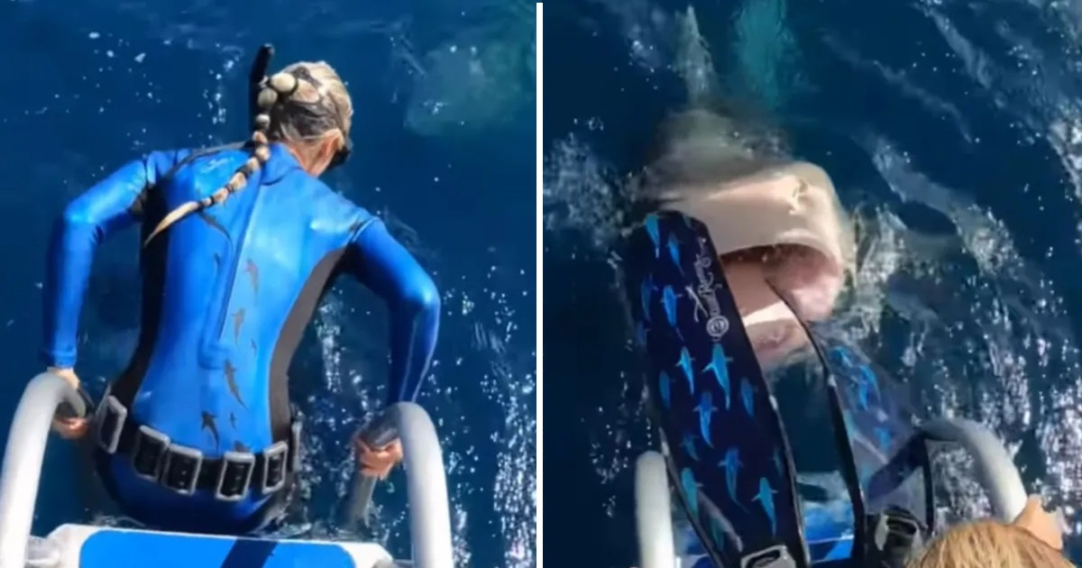 Ocean Ramsey y un tiburón © Captura de video Instagram / Juan Sharks y Ocean Ramsey