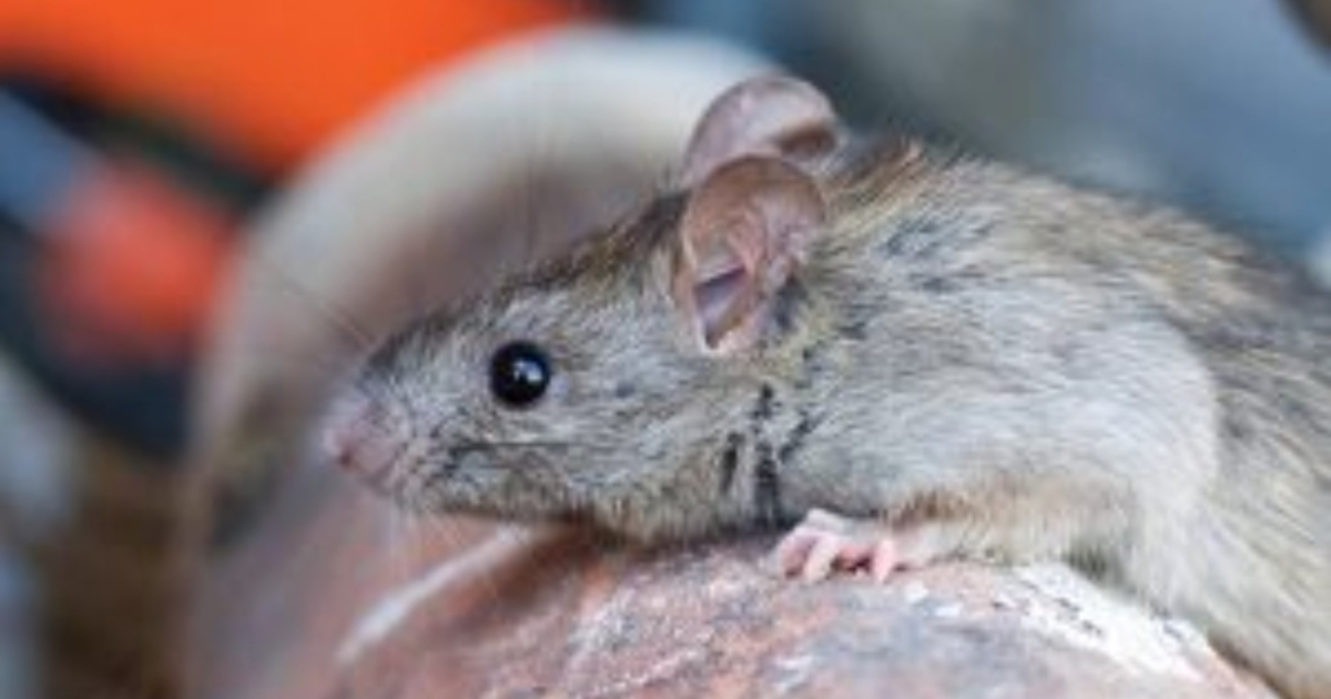 Los roedores son los causantes de la leptospirosis © Infomed Holguín