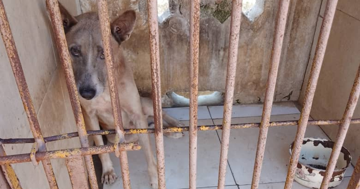 Uno de los perros atacados © Dirección Provincial de Salud La Habana / Facebook