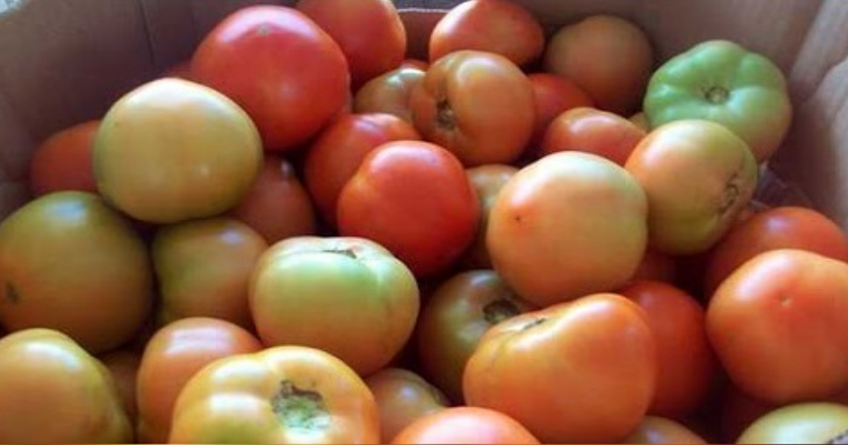 Gobierno fija precio de venta del tomate en Cienfuegos. © 5 de Septiembre