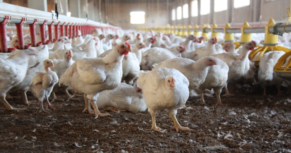 Pollos en una granja (Imagen de referencia) © Flickr/ lastras vía Wikimedia Commons
