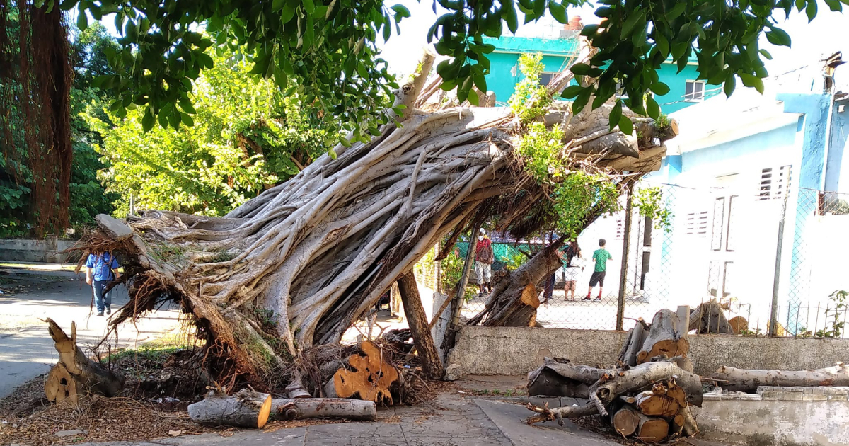 Árbol derribado por huracán Ian en El Vedado © Enrique Gonza / El Vedado de Hoy en Facebook