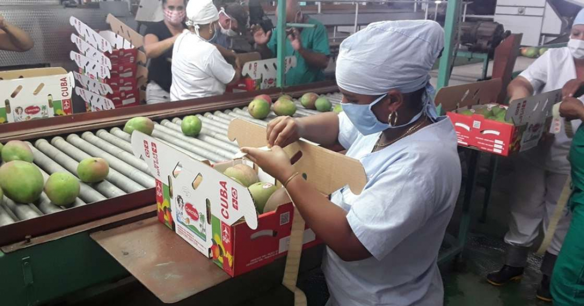 Industria del mango en Cienfuegos (Imagen referencial) © ACN