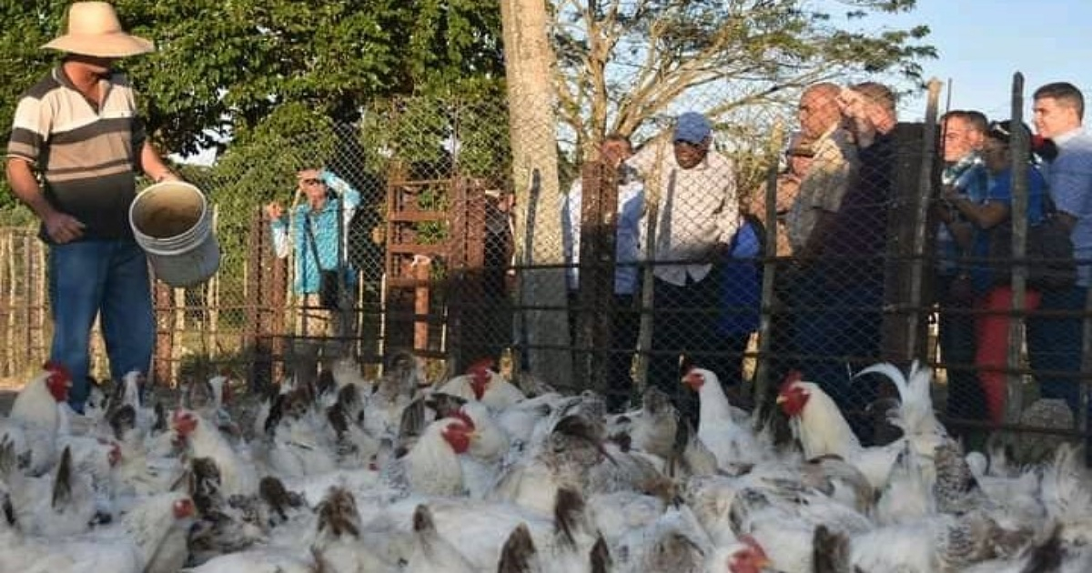 Vicepresidente cubano chequea programa de gallinas rústicas. © Twitter/Miguel Colina