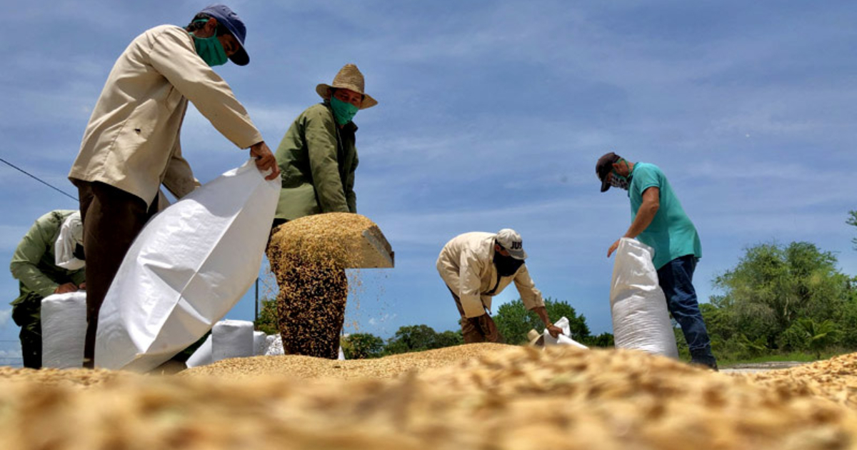 Producción de arroz en Cuba © Periódico Ahora / Ernesto Herrera