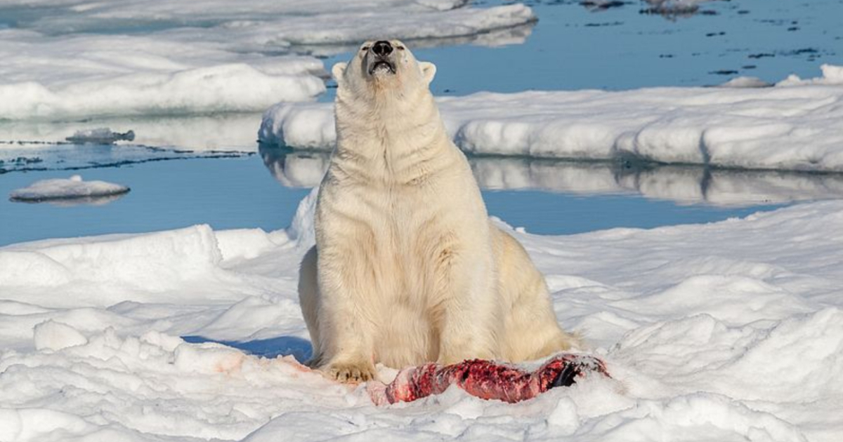 Oso polar (imagen de referencia) © Wikimedia Commons