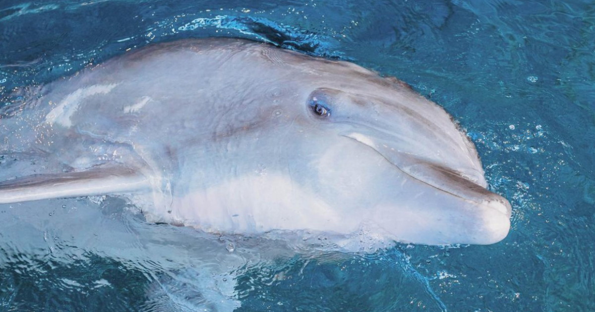 Delfín Hemingway © Twitter /Clearwater Aquarium