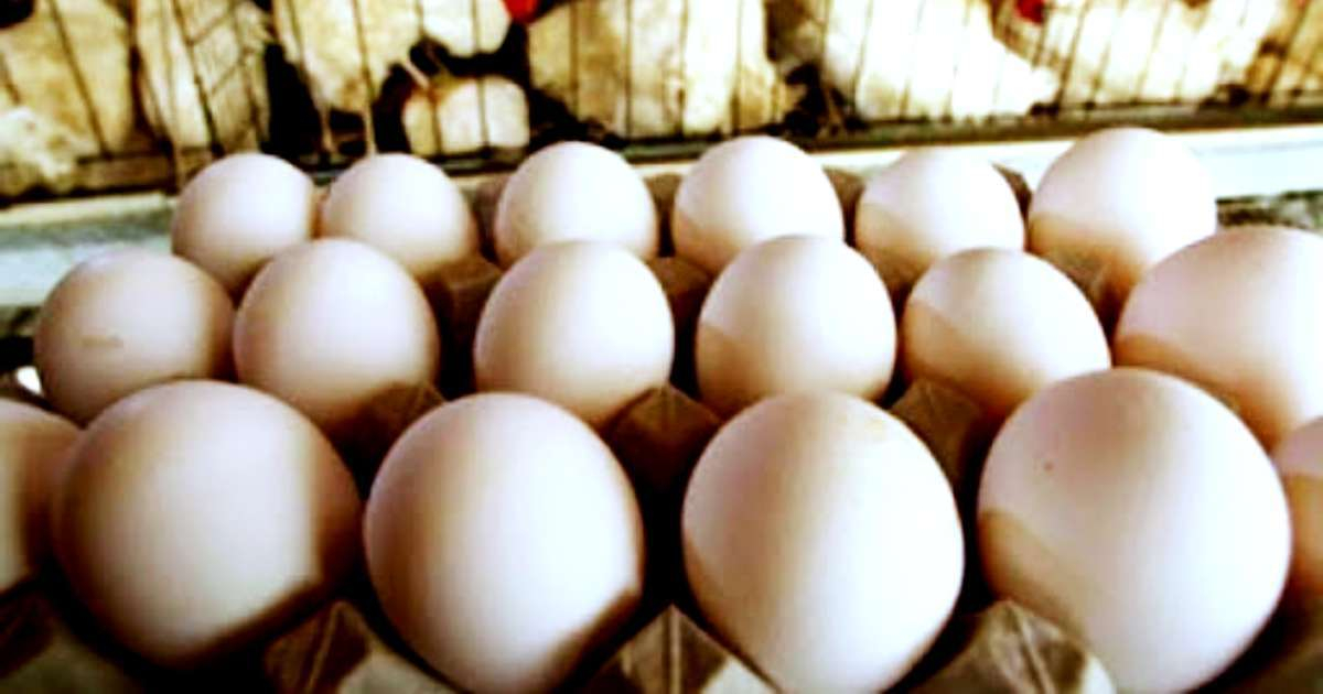 Producción de huevos (imagen referencial) © Cubadebate