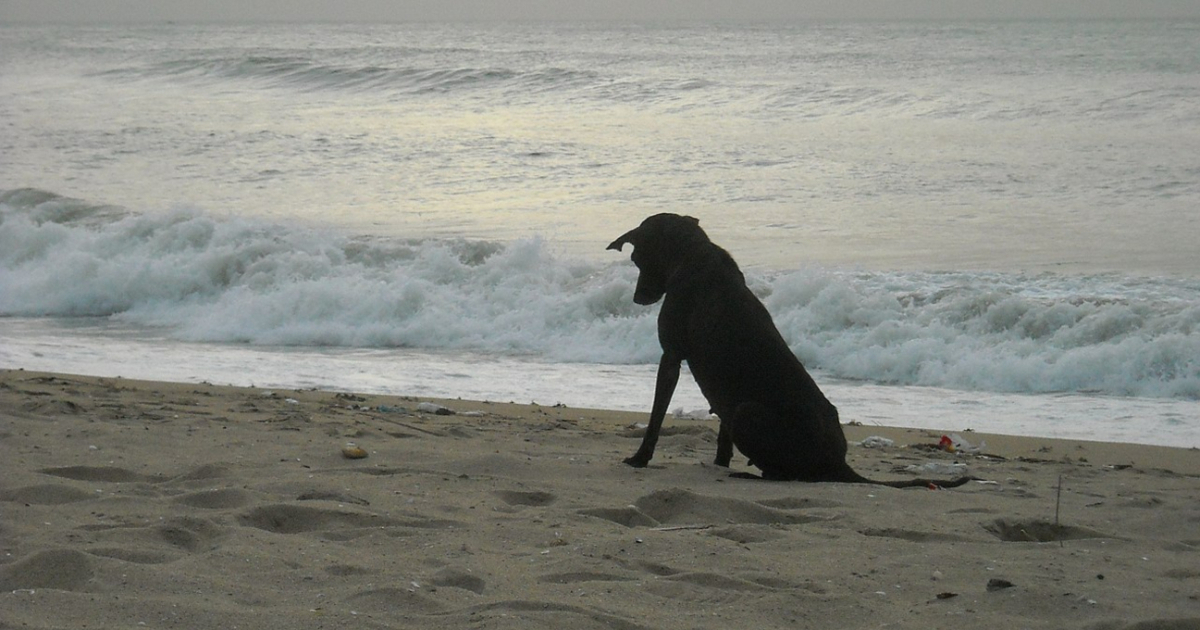 Perro en una playa (imagen de referencia) © Wikimedia Commons