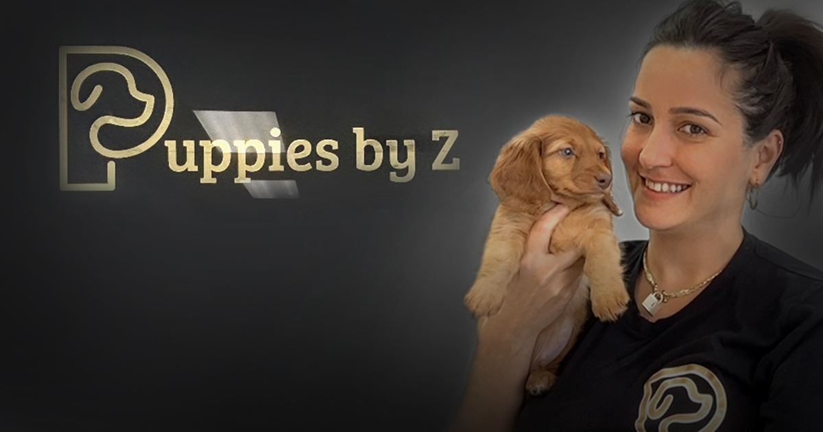 Puppies by Z © Zahina Porto / CiberCuba