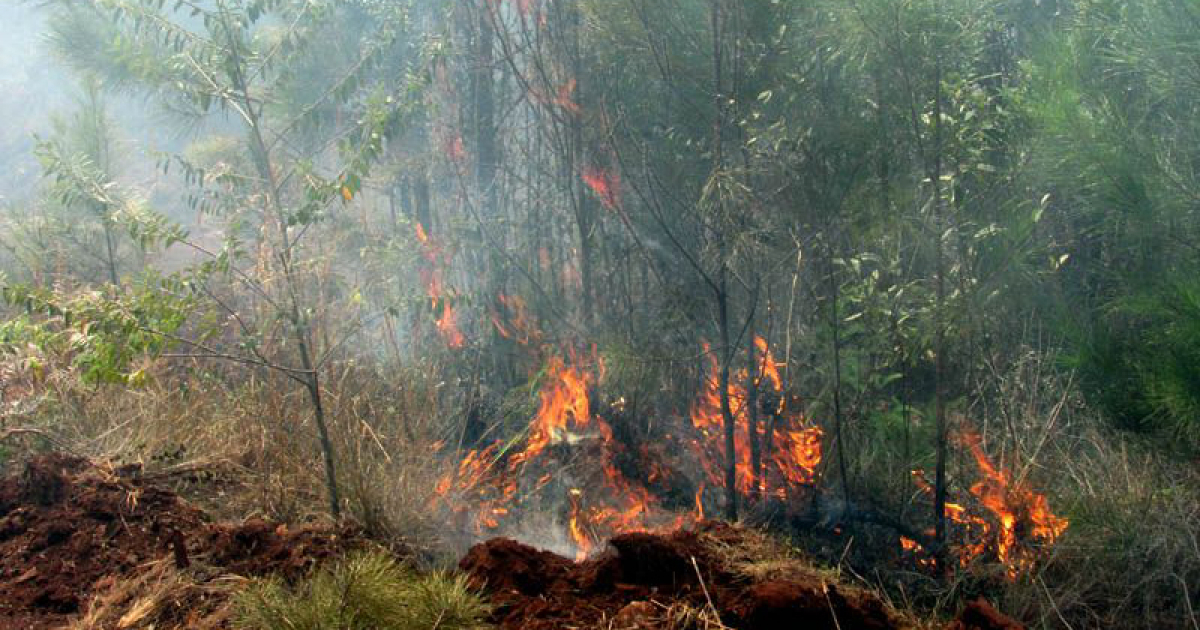 Incendio forestal en Mayarí © Prensa Latina