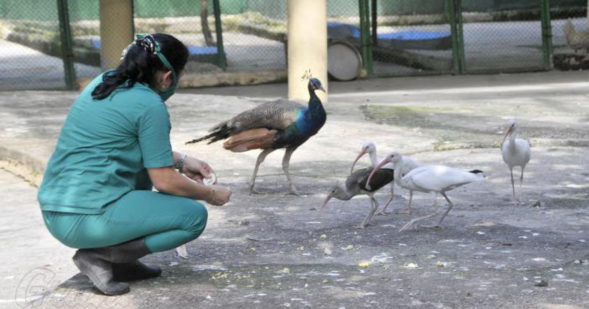 Aves en el Zoológico de 26, en La Habana © Granma