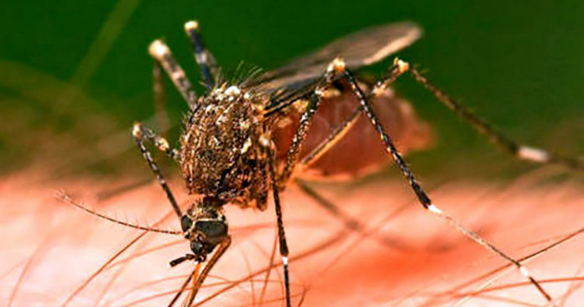 Mosquito Aedes Aegypti © Guerrillero