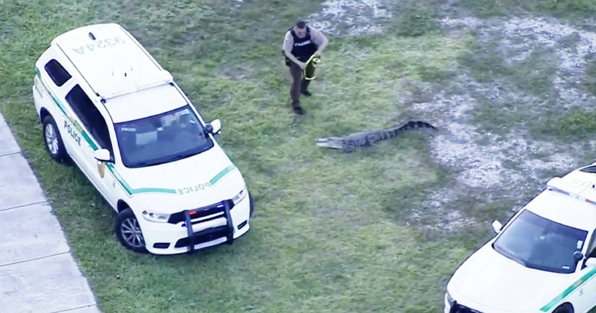 Policía atrapa enorme caimán en Miami © Captura de video / CBS News