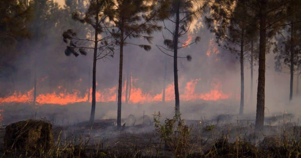 Incendio en Pinares de Mayarí © ACN