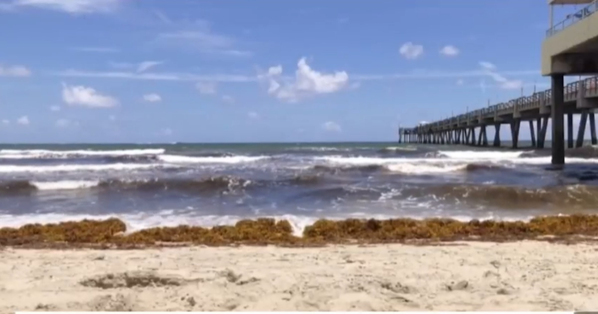 Sargazo en playas de Florida © Captura vídeo/Telemundo51