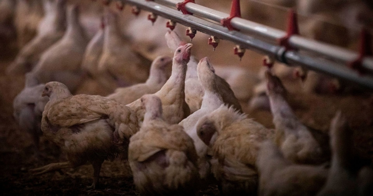 Aves de corral © Captura/Miami Diario