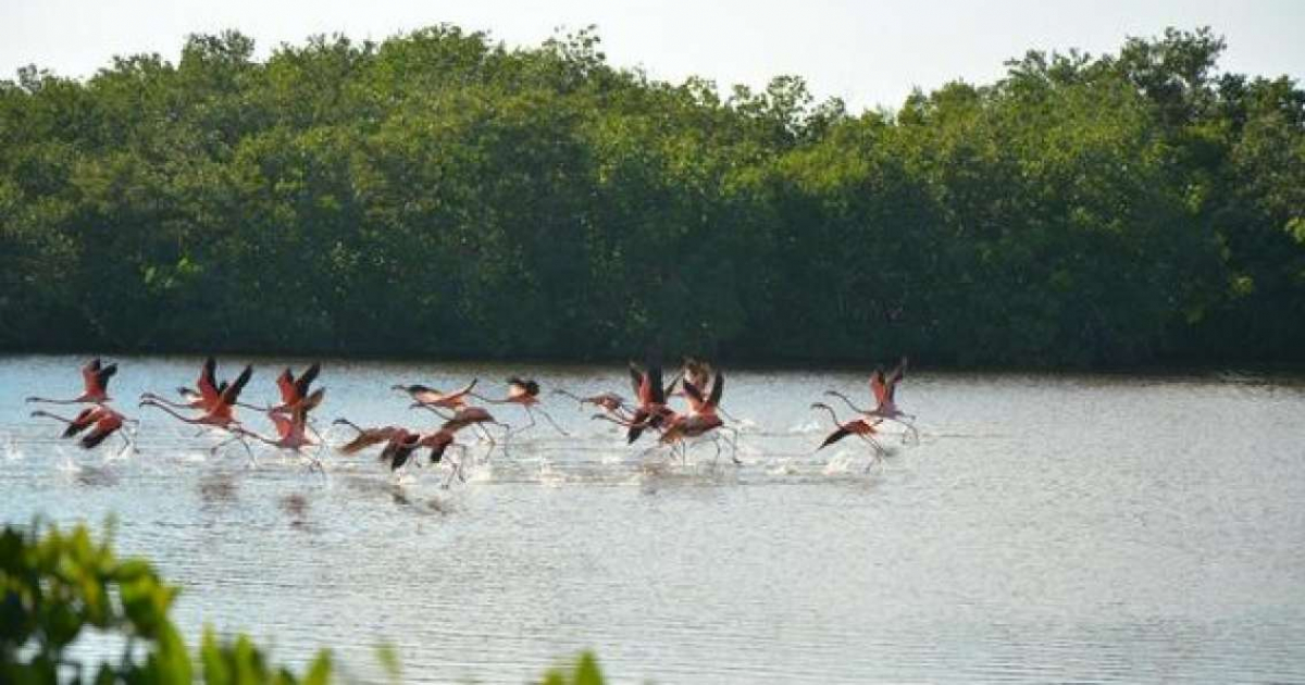 Aves en el Parque Nacional Ciénaga de Zapata (Imagen de referencia) © ACN