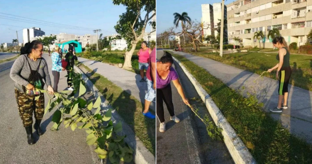 Personas barriendo con ramas de árboles © Facebook / Edmundo Dantés Junior