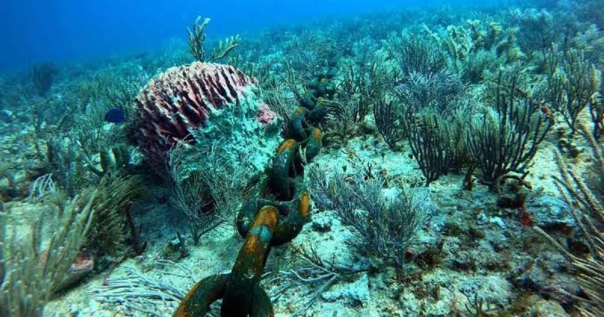 Corales afectados por el ancla del buque Melody © Twitter 4C News / JULIO CÉSAR SILVA C.
