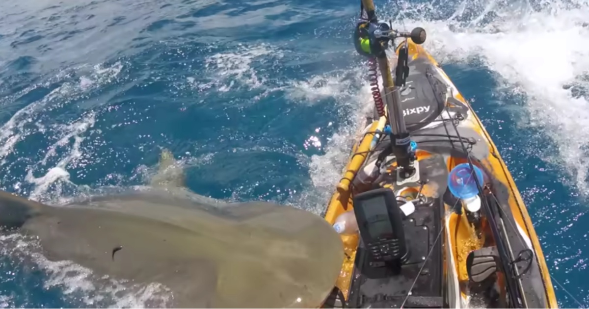 Ataque de tiburón © Captura de Youtube / Hawaii Nearshore Fishing