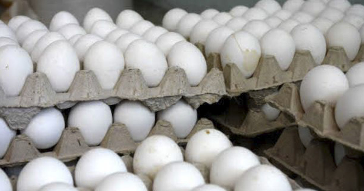 Cartón de huevos © CiberCuba