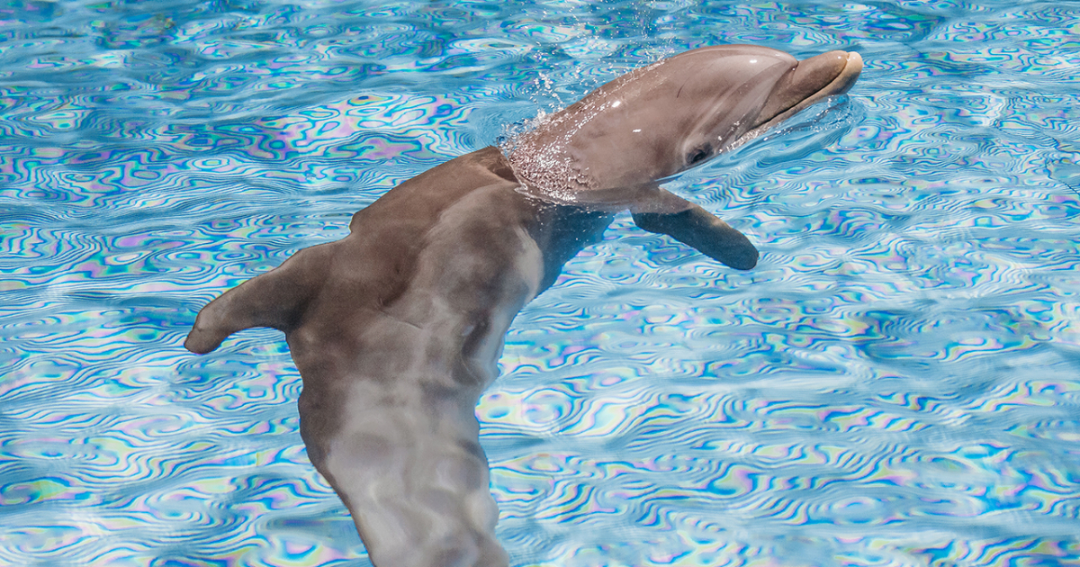 El delfín Apollo © cmaquarium.org