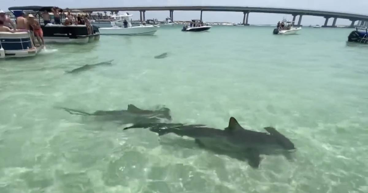 Tiburones martillo rodean bañistas en una playa de EE.UU. © wwltv Captura de video