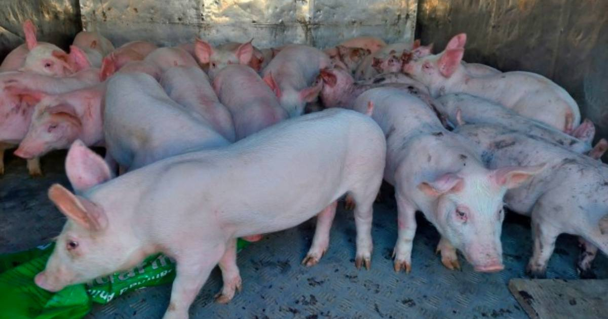Cerdos rescatados en Uruguay © UNIRED UY / Facebook